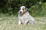 BERGER AUSTRALIEN PUPPIES 336